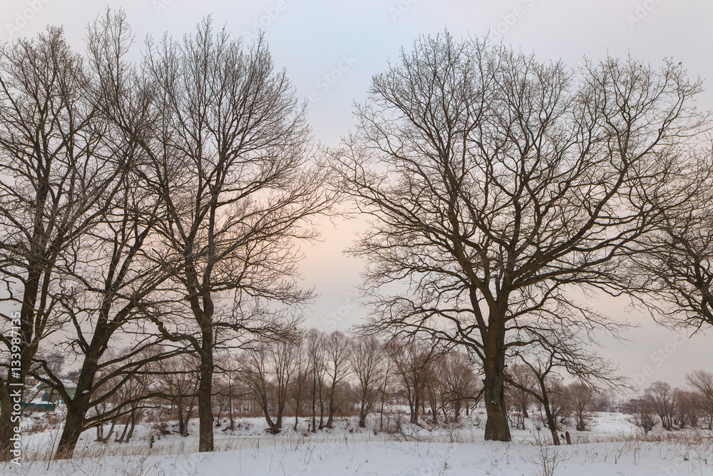 oak grove in winter. all in the snow oak grove in winter. all in the snow