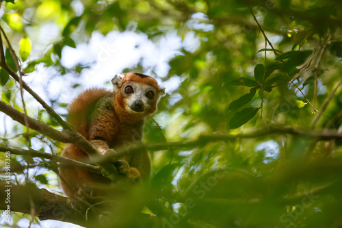 crowned lemur Ankarana National Park, Madagascar