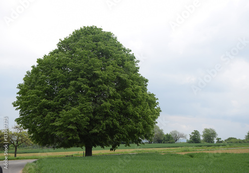 Baum bei Großostheim