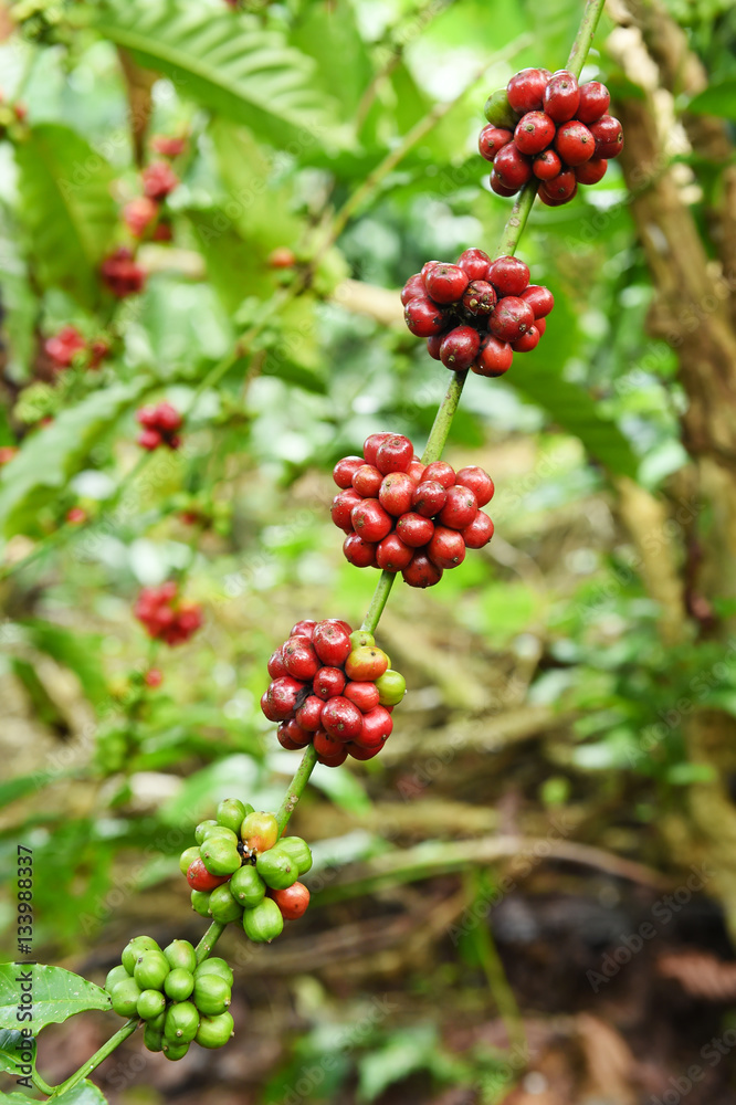 Coffee beans ripening on a tree. Coffee beans ripening on a tree.
