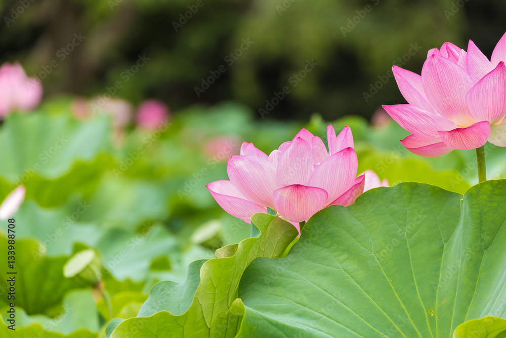 The Lotus Flower.Background is the lotus leaf and lotus flower and tree. The Lotus Flower.Background is the lotus leaf and lotus flower and tree.
