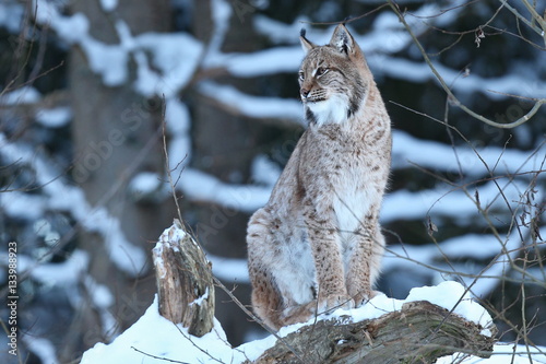 Photography Euroasian lynx on a tree in the bavarian national park in eastern germany, europ