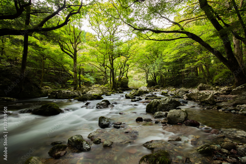 Obraz premium 新緑の小田深山渓谷（愛媛県喜多郡内子町）