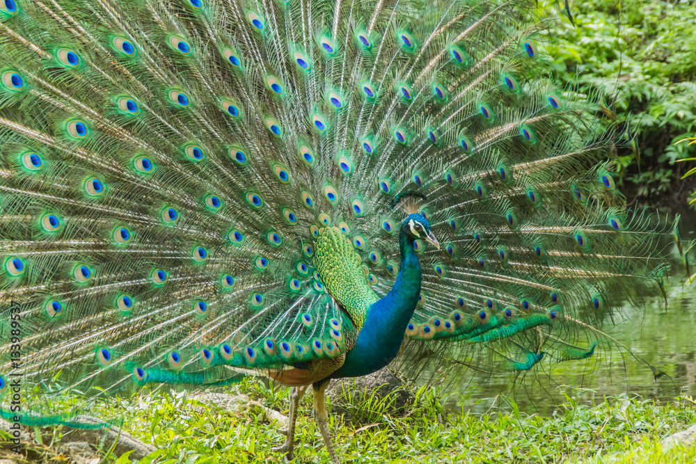 Obraz premium Wild peacocks, Ratchaburi, Thailand