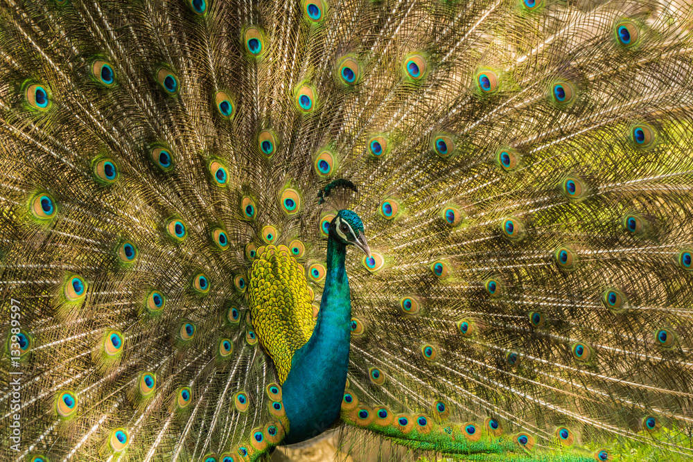Fototapeta premium Wild peacocks, Ratchaburi, Thailand
