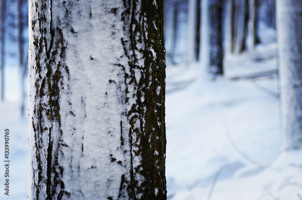 Fototapeta premium Snow covered tree texture during winter