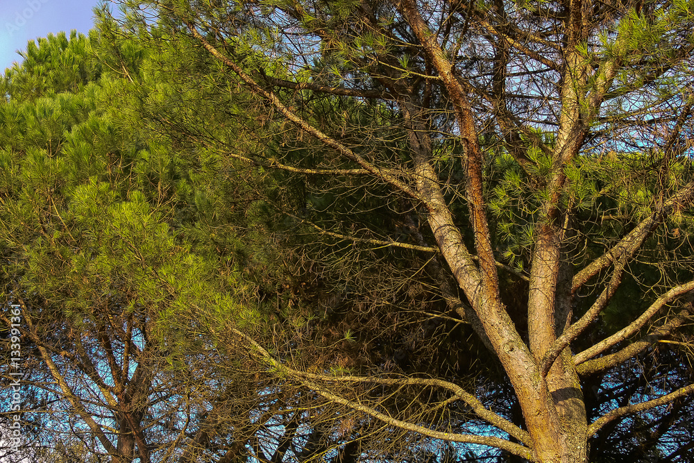 Fototapeta premium Pino domestico (Pinus pinea)