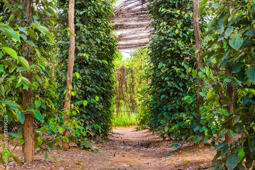 Fotografie Black pepper plants on an organic pepper farm Kampot, Cambodia