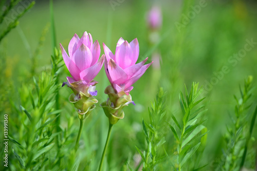 Violet Flower with a very soft green background