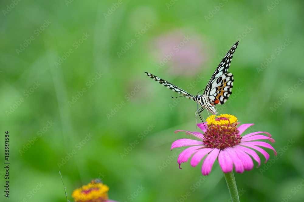 butterfly on flower in green meadows butterfly on flower in green meadows