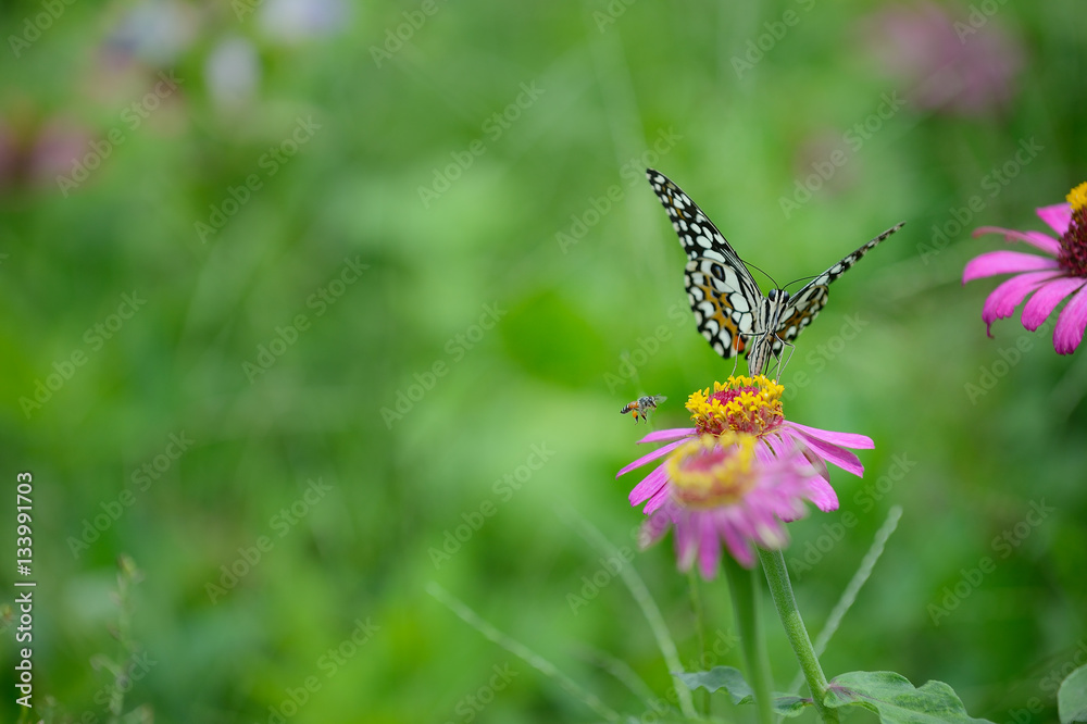 butterfly and bee on flower in green meadows