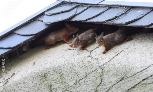Junge Eichhörnchen an Hausfassade © Christine Kuchem