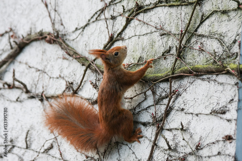 Eichhörnchen an Hausfassade © Christine Kuchem