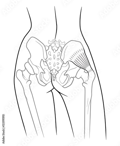 Detail of woman pelvic girdle, The internal structure of the pelvic girdle female skeleton and gluteus minimus muscle, rear view. On a white background