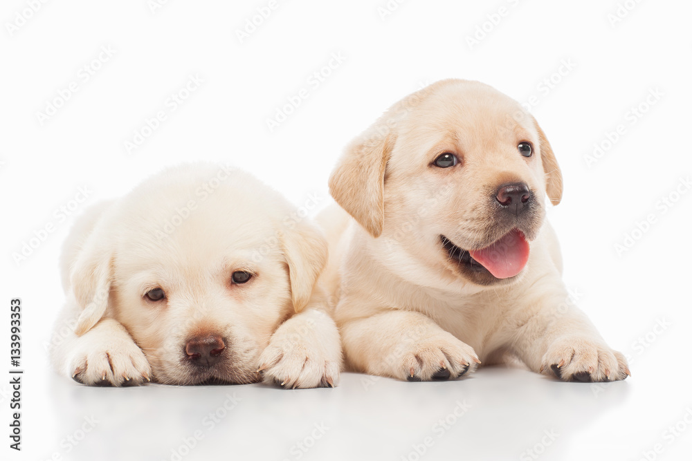 Labrador puppies, on a gray background