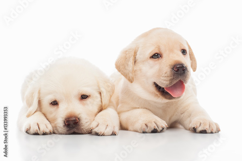 Labrador puppies  on a gray background