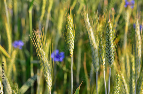 Rye field with blue cornflowers close-up