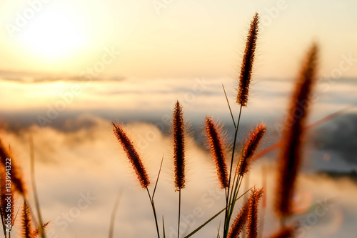 grass flower with sunrise on mist background