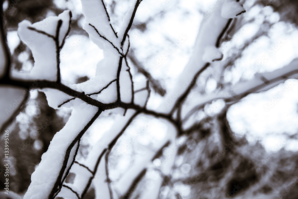 Snow on the branches while snowing