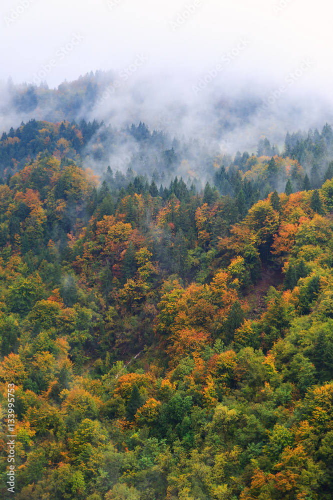 Fantastic landscape of mountain forest in clouds, fog or mist