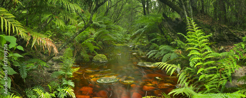 Fototapeta Naklejka Na Ścianę i Meble -  River through rainforest in the Garden Route NP, South Africa