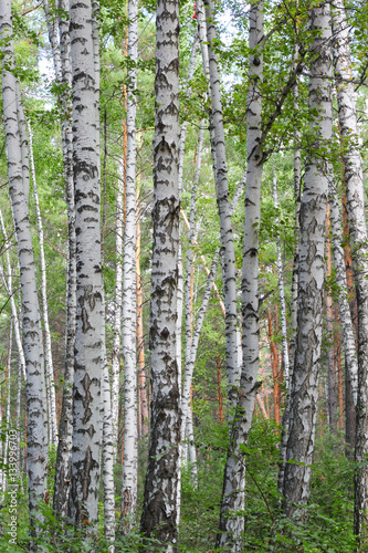 Fototapeta Naklejka Na Ścianę i Meble -  Birch tree forest