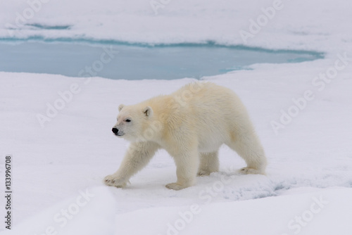 Polar bear (Ursus maritimus) cub on the pack ice