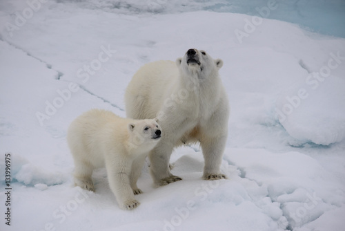 Polar bear (Ursus maritimus) mother and cub on the pack ice