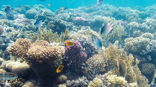 belebtes Korallenriff vor Ägypten
