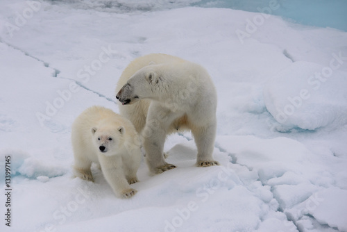 Polar bear  Ursus maritimus  mother and cub on the pack ice