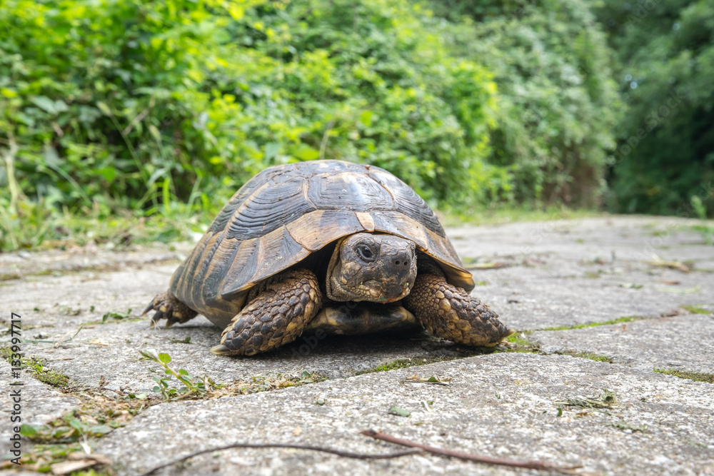 Fototapeta premium Turtle. Greece