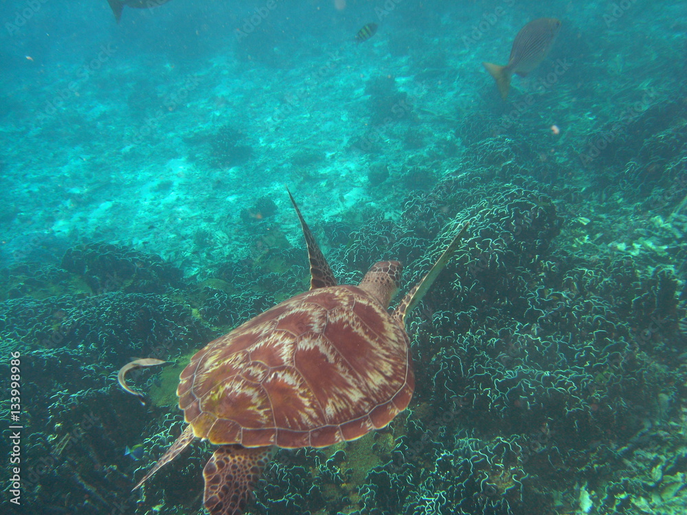 Fototapeta premium Green Turtle (Chelonia mydas) at Similan island, Thailand 
