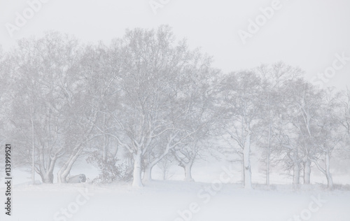 tree in snowfall