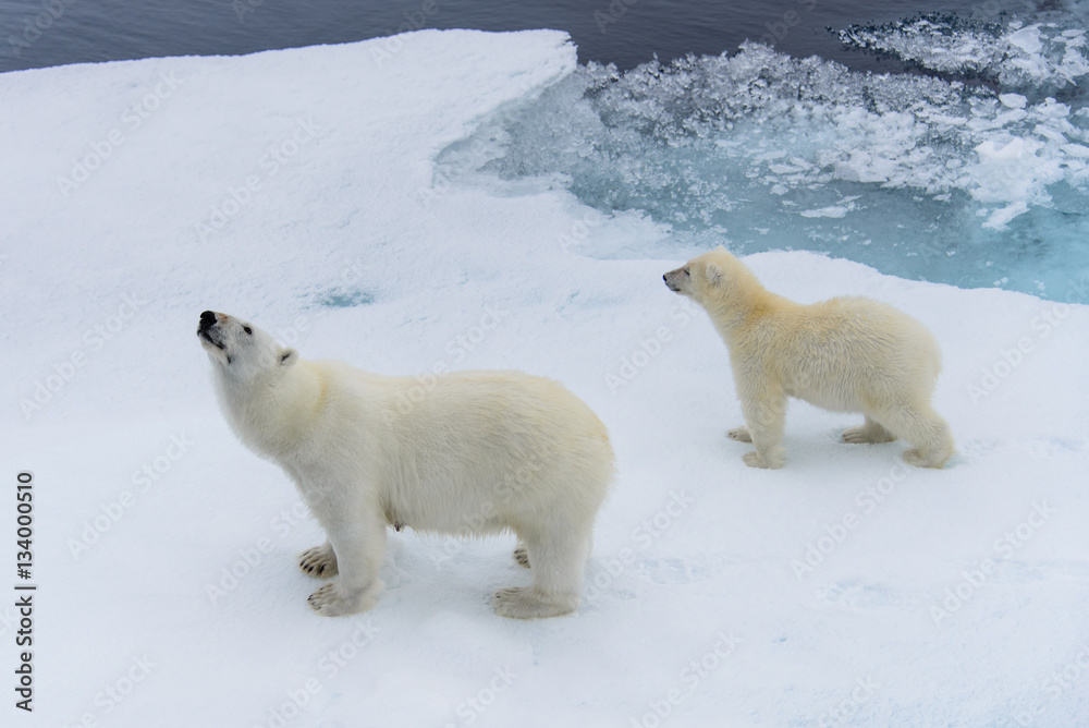 Polar bear (Ursus maritimus) mother and cub on the pack ice, nor