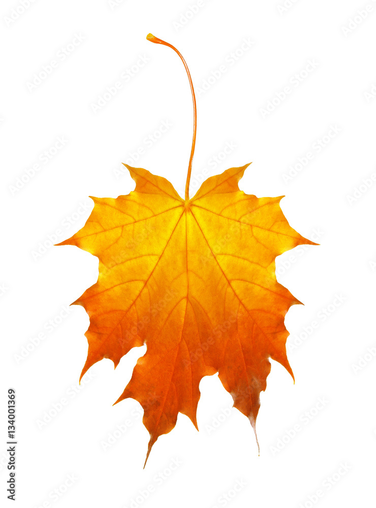 Obraz premium autumn maple leaf isolated on a white background