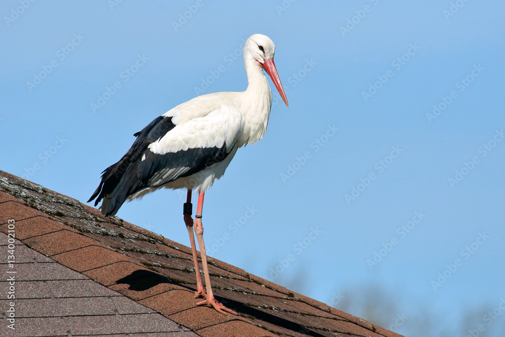 Fototapeta premium Weißstorch