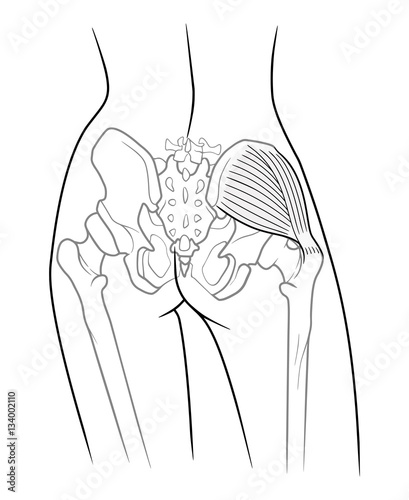 Detail of woman pelvic girdle, The internal structure of the pelvic girdle female skeleton and gluteus medius muscle, rear view. On a white background