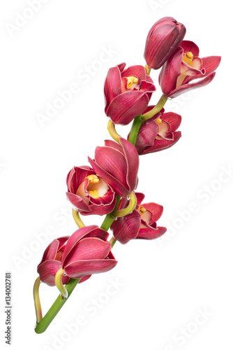 Branch with blossoming buds Cymbidium floor. Isolated.