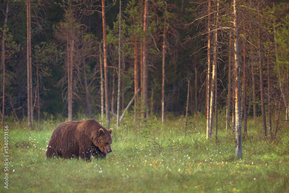 Big male brown bear (ursus arctos) walking in the bog on a summer evening Big male brown bear (ursus arctos) walking in the bog on a summer evening