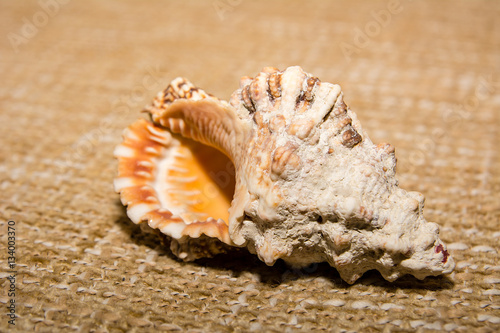 Shell on the fabric