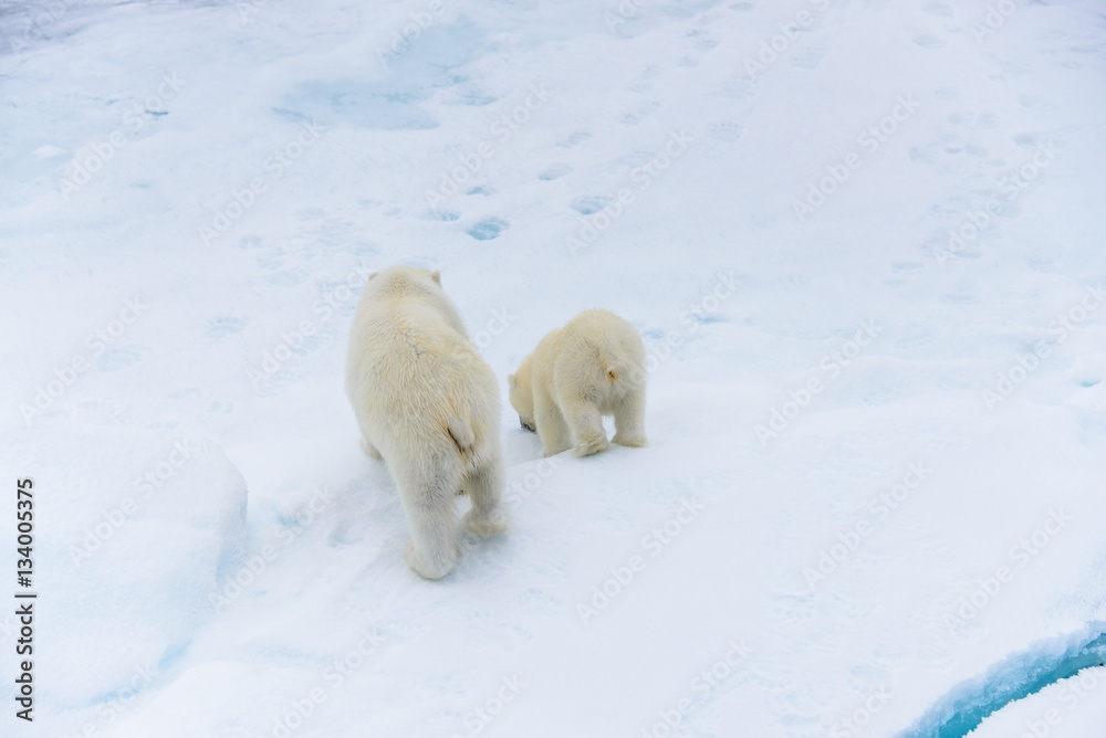 Polar bear (Ursus maritimus) mother and cub on the pack ice, nor Polar bear (Ursus maritimus) mother and cub on the pack ice, nor