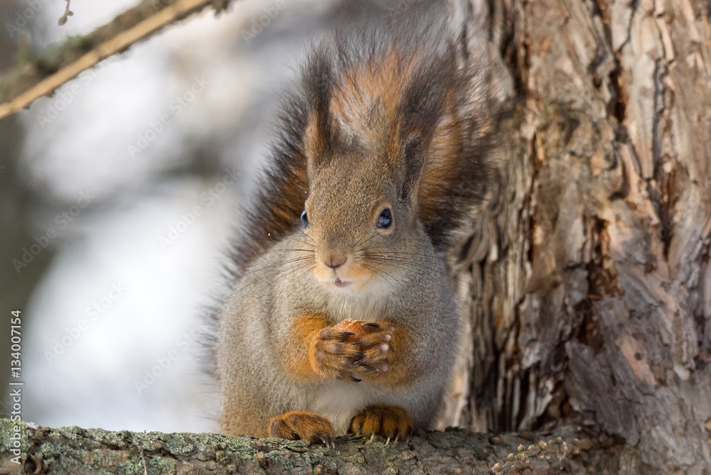 Obraz premium squirrel on a tree