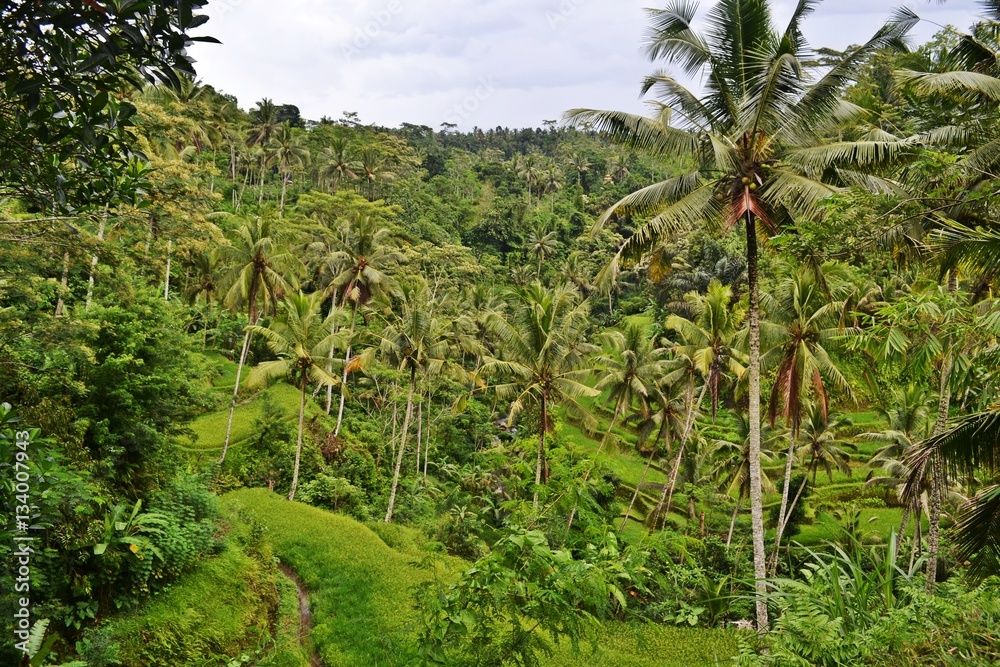 Fototapeta premium Bali 11