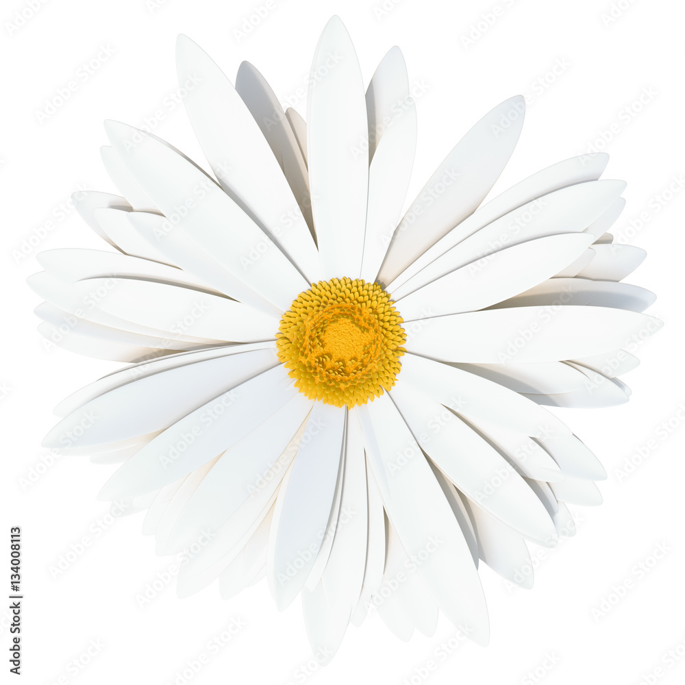 Fototapeta premium Chamomile flower. Summer symbol for your design