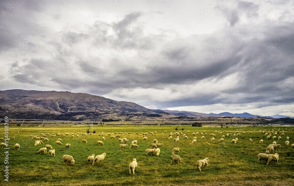 Obraz premium Sheep in open meadow under a cloudy day, New Zealand.