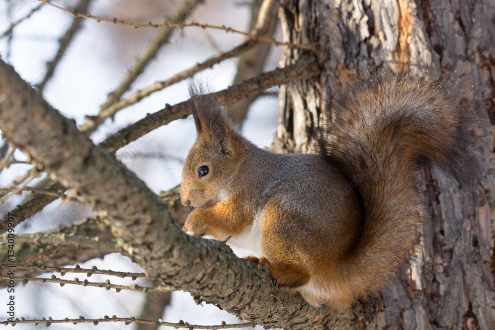 Fototapeta premium squirrel on a tree