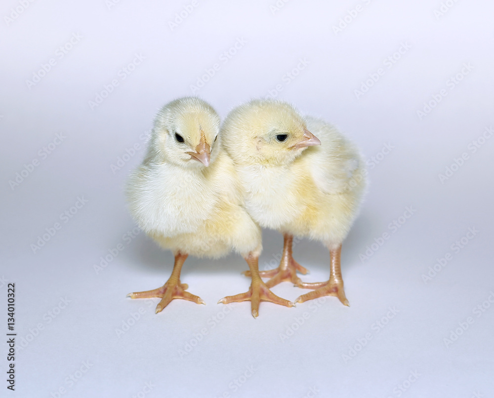 Nestlings little yellow chicks Nestlings little yellow chicks