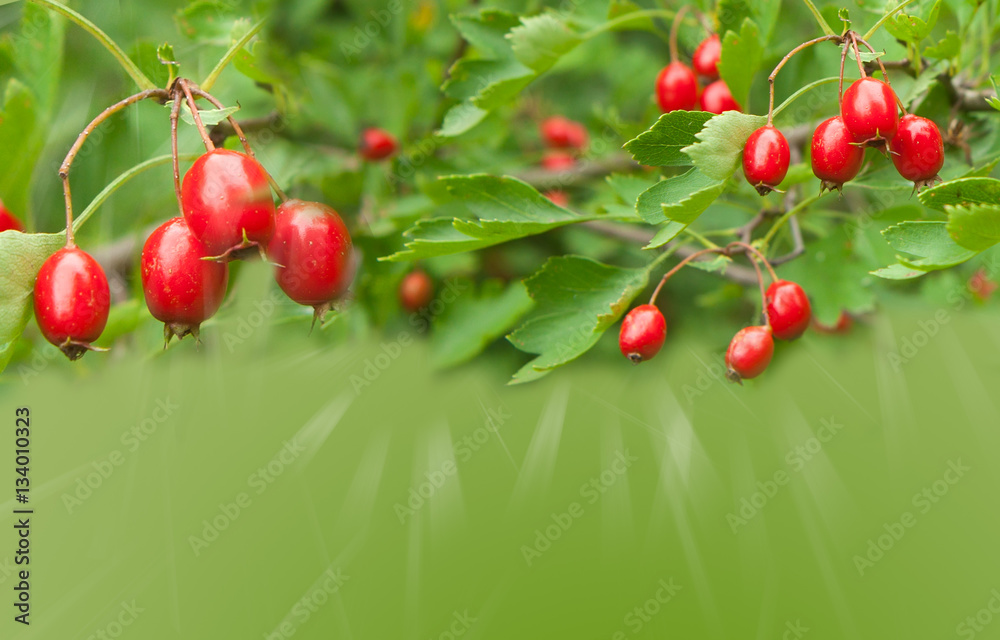 Obraz premium Green background with berries of hawthorn