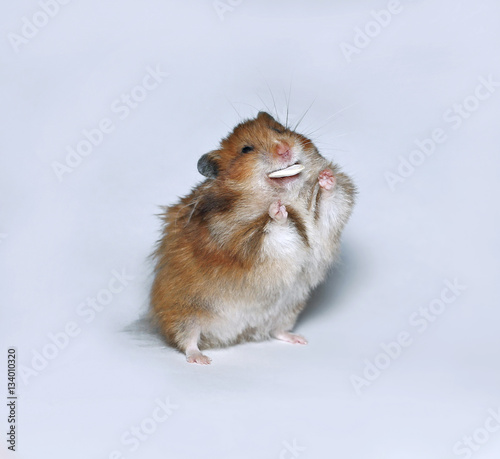 Happy brown hamster with pumpkin seed