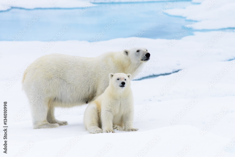 Naklejka Polar bear (Ursus maritimus) mother and cub on the pack ice, nor